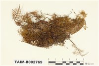 藏品(羽苔屬)的圖片